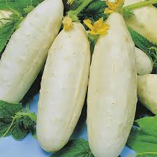 White Cucumber سفید کھیرا