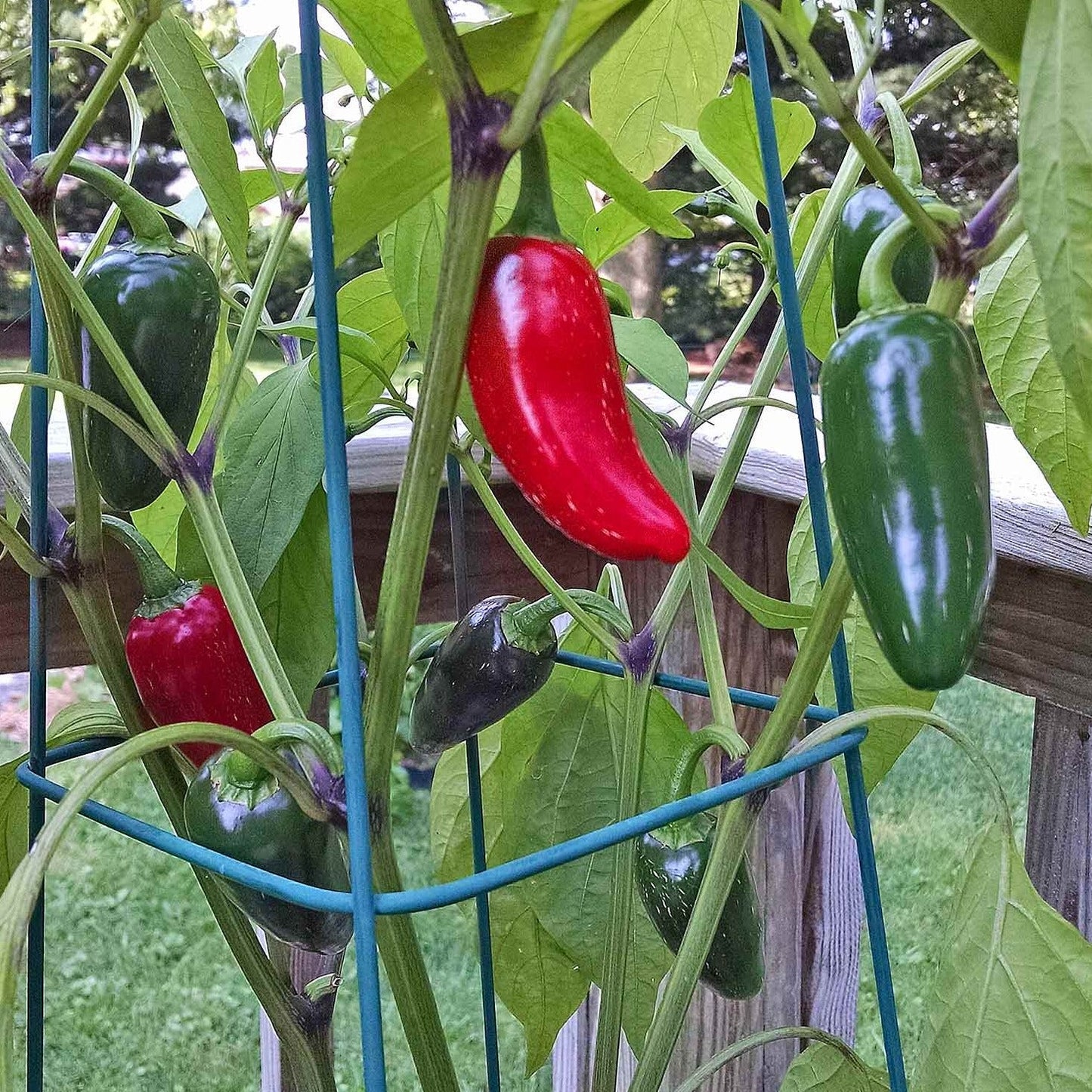 Red Jalapeno 10 Seeds
