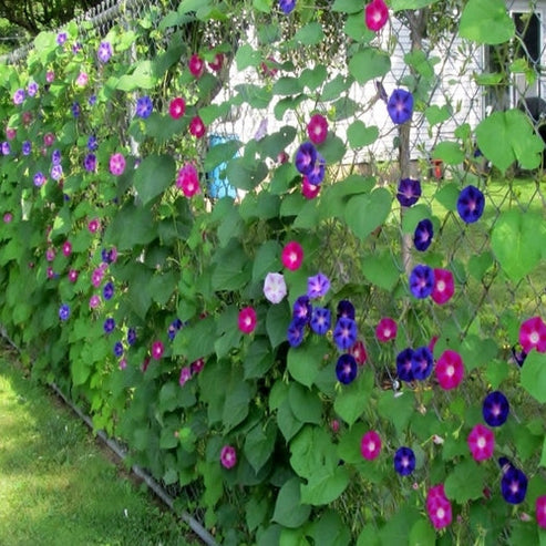 Morning Glory Field Grown Mix 15 Seeds