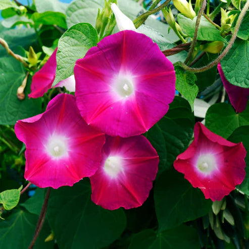 Morning Glory Scarlett O’Hara 15 Seeds