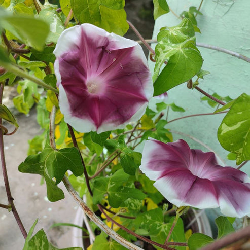 Morning Glory Chocolate Extra 15 Seeds