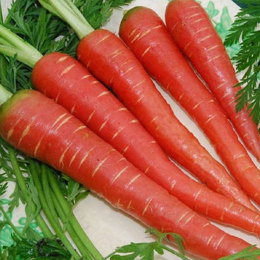 Carrot 300+ Seeds