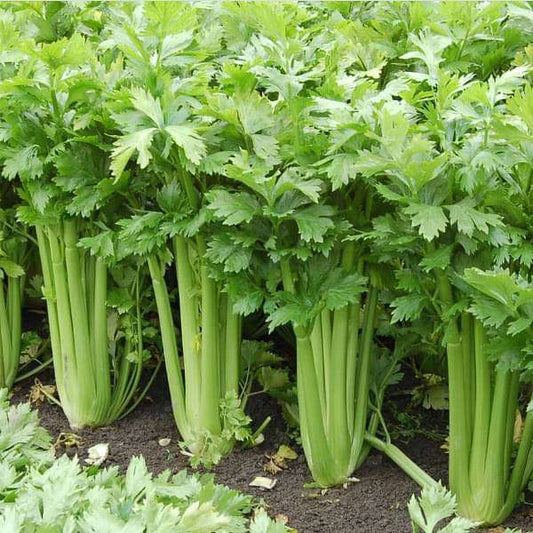 Celery 100+ Seeds