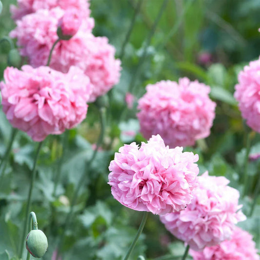 Aster Poeny Rose 30+ Seeds