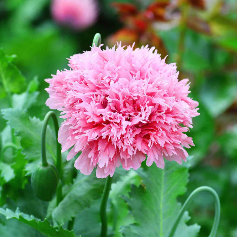 Aster Poeny Rose 30+ Seeds