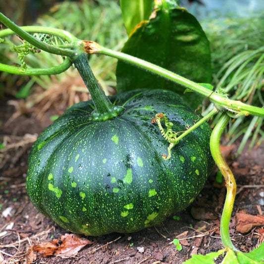 F1 Hybrid Pumpkin 10 Seeds