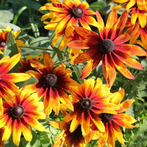 Rudbeckia Gloriosa Daisies Mix 50+ Seeds