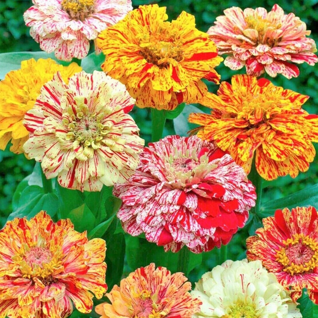 Zinnia Candy Stripe 20 Seeds