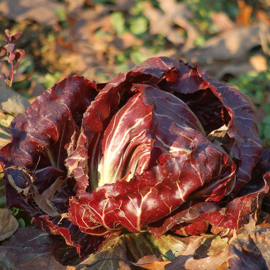 Red Flower Chicory Salad  70 Seeds