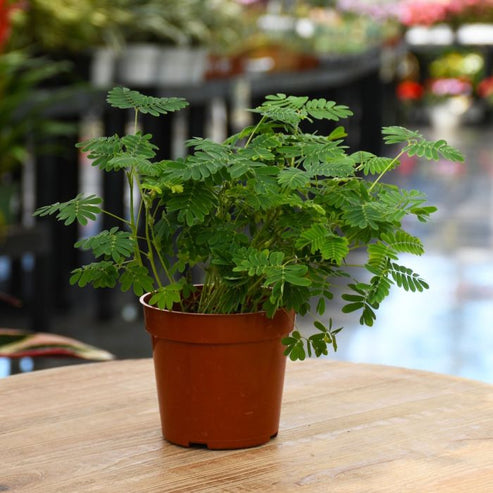Mimosa Touch Me Not Dwarf 25+ Seeds