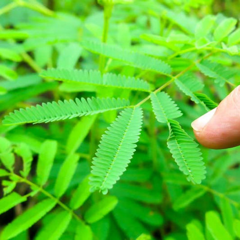Mimosa Touch Me Not Dwarf 25+ Seeds