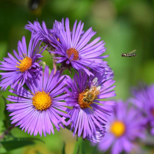 Imported Aster New England 30+Seeds
