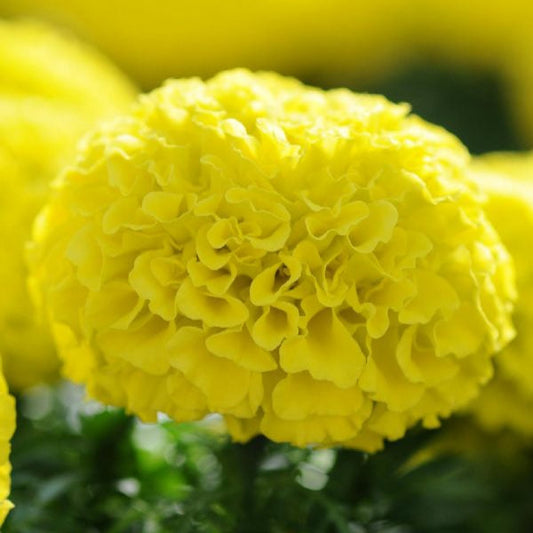 F2 African Marigold Lemon Yellow 20+ Seeds