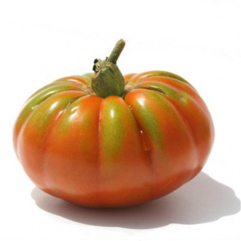 Hortus Pomodoro Pantano Romanesco Tomatoes