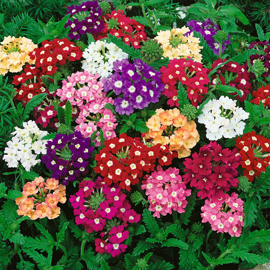 Imported Verbina Mix 20+ Seeds