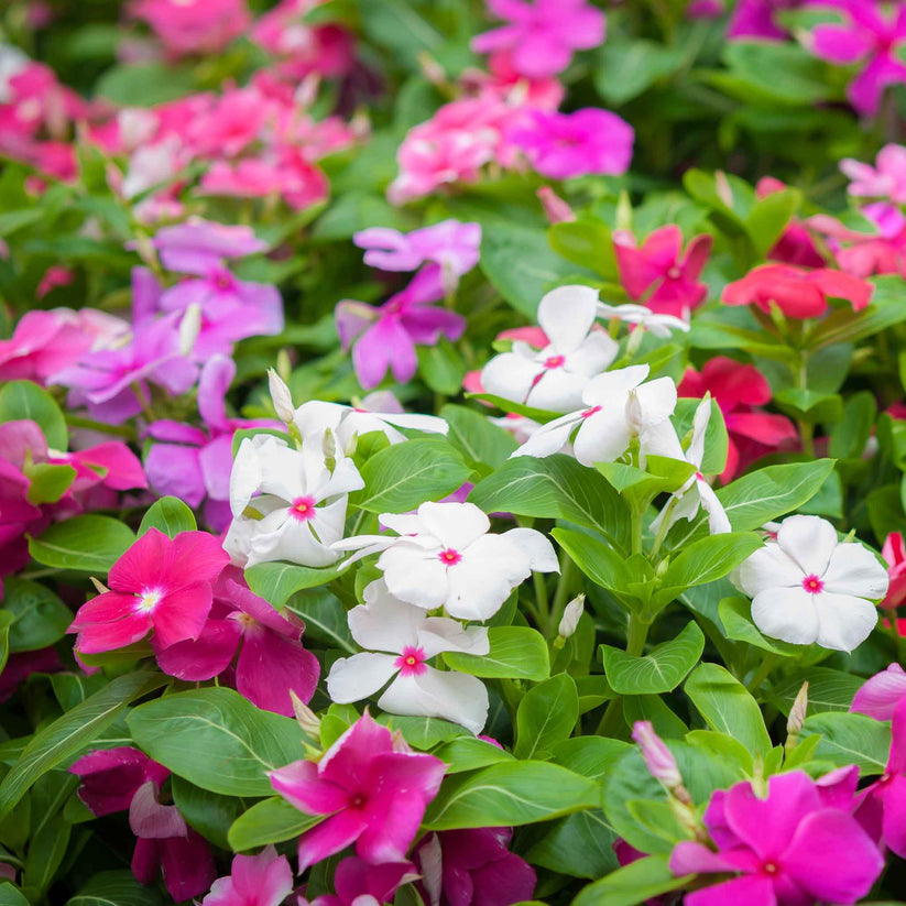 Vinca Tall Mix 20+ seeds