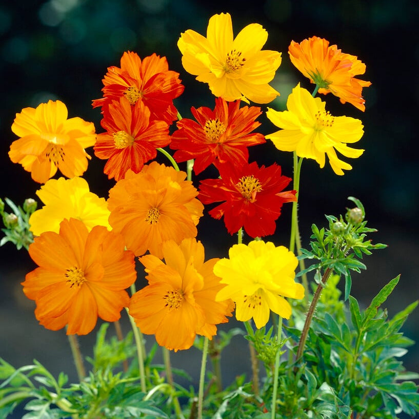 Cosmos Bright Lights 20+ seeds