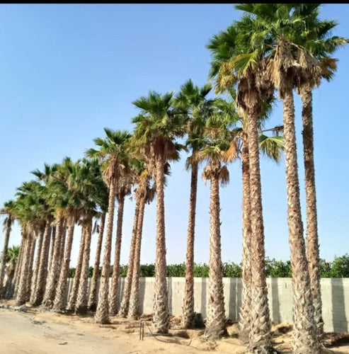 Mexican fan palm 5 Seeds