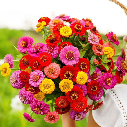 Zinnia Lilliput 20 Seeds