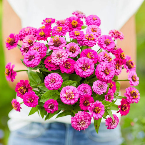 Zinnia Lilliput Purple 20+ Seeds