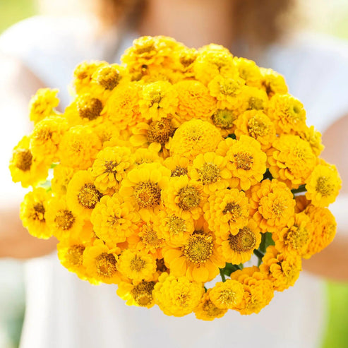 Zinnia Lilliput Golden Yellow 20+ Seeds