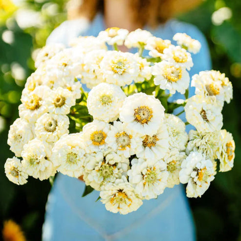 Zinnia Lilliput White 20+ Seeds