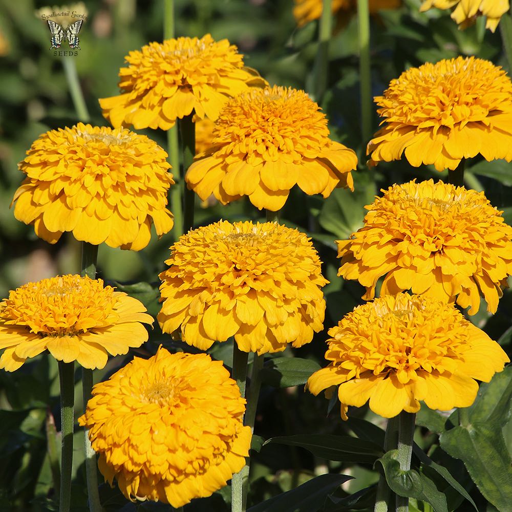 Zinnia Golden Hour 20+ Seeds