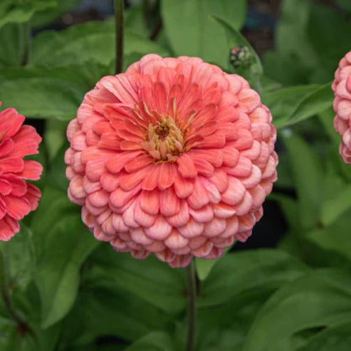 F1 Zinnia Elegans Bronze Dwarf 20 Seeds