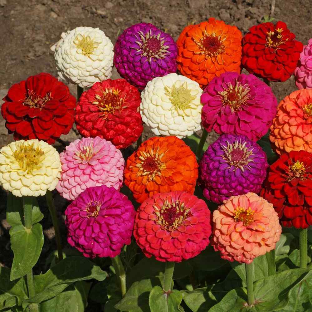 Zinnia Lilliput 20 Seeds